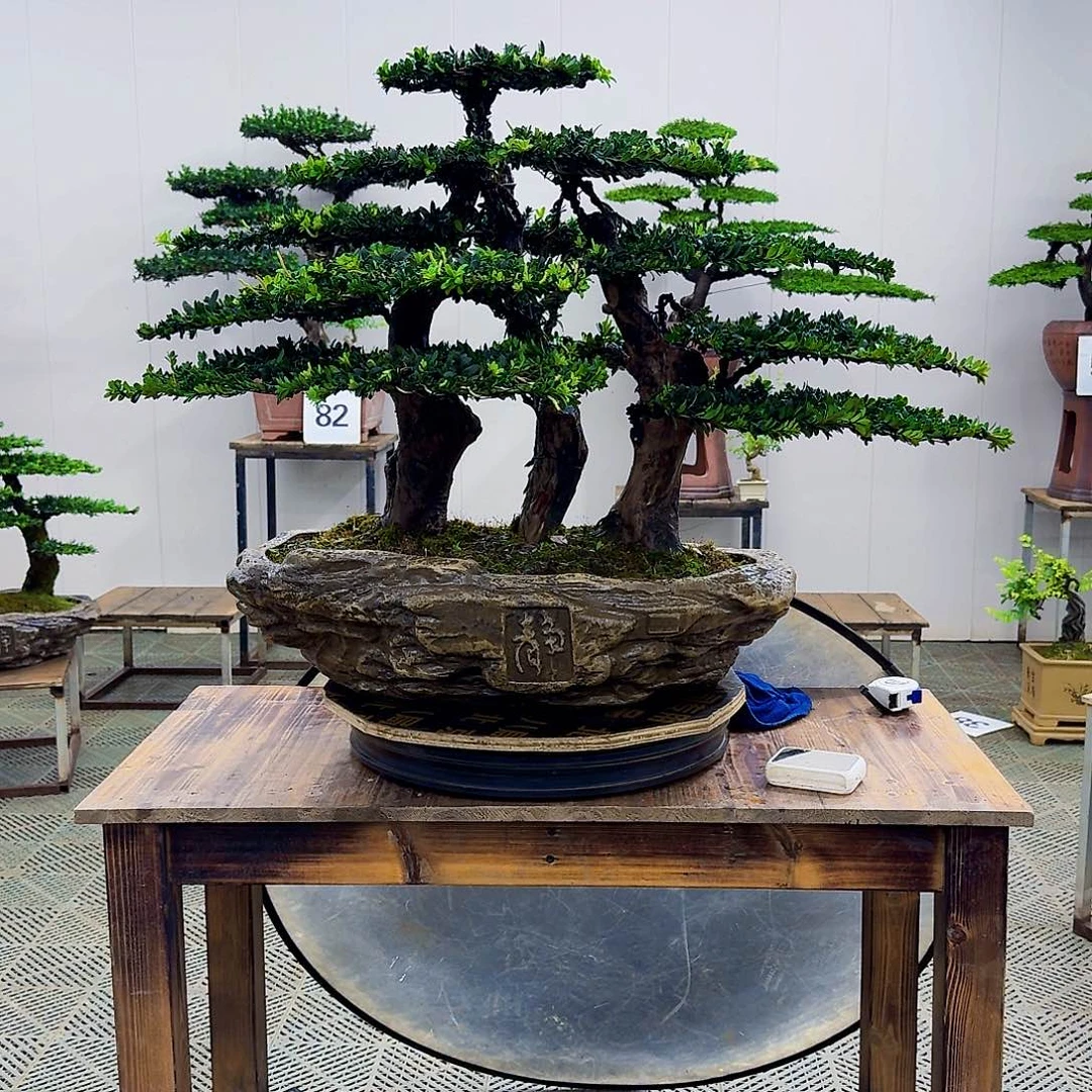 无花朵M****g补差价换丛林罗汉松