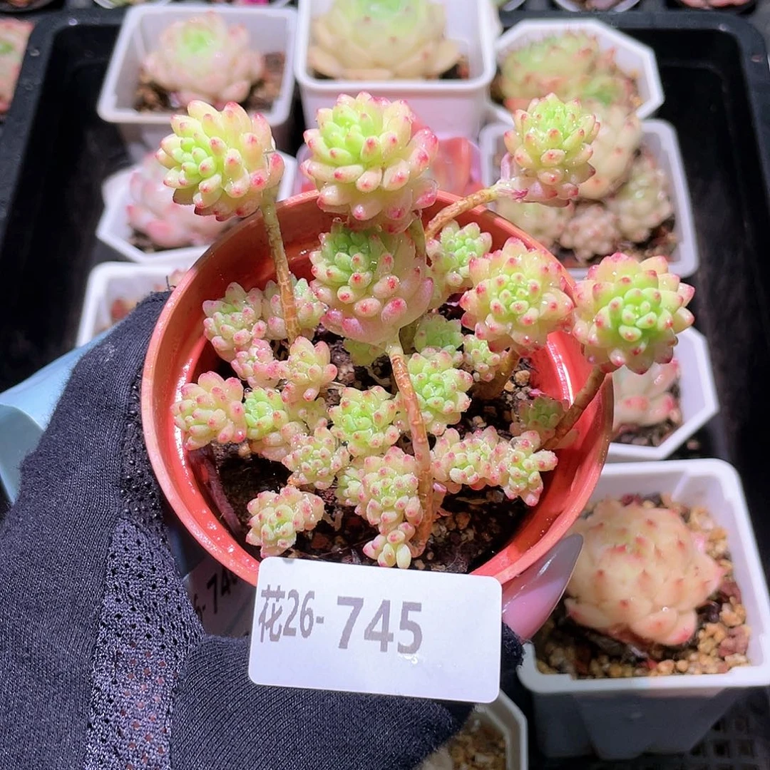 花利美26-745花团锦