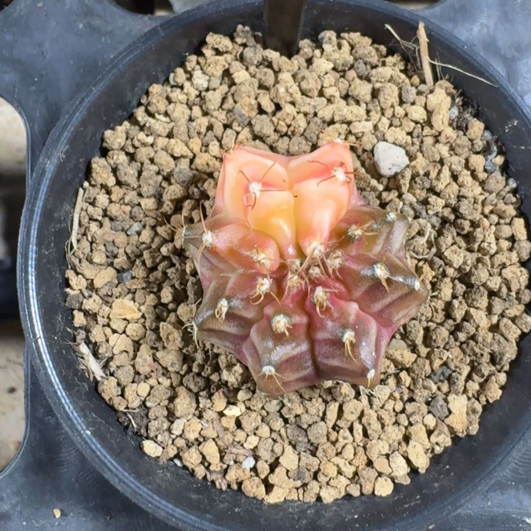 米哈实生自然锦220