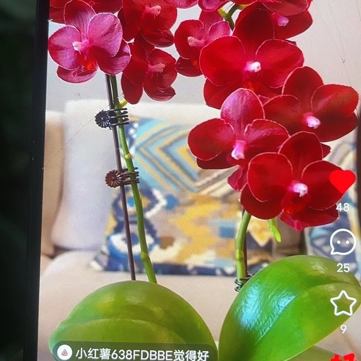 当前无花栽培后可以开花美杜莎带剑