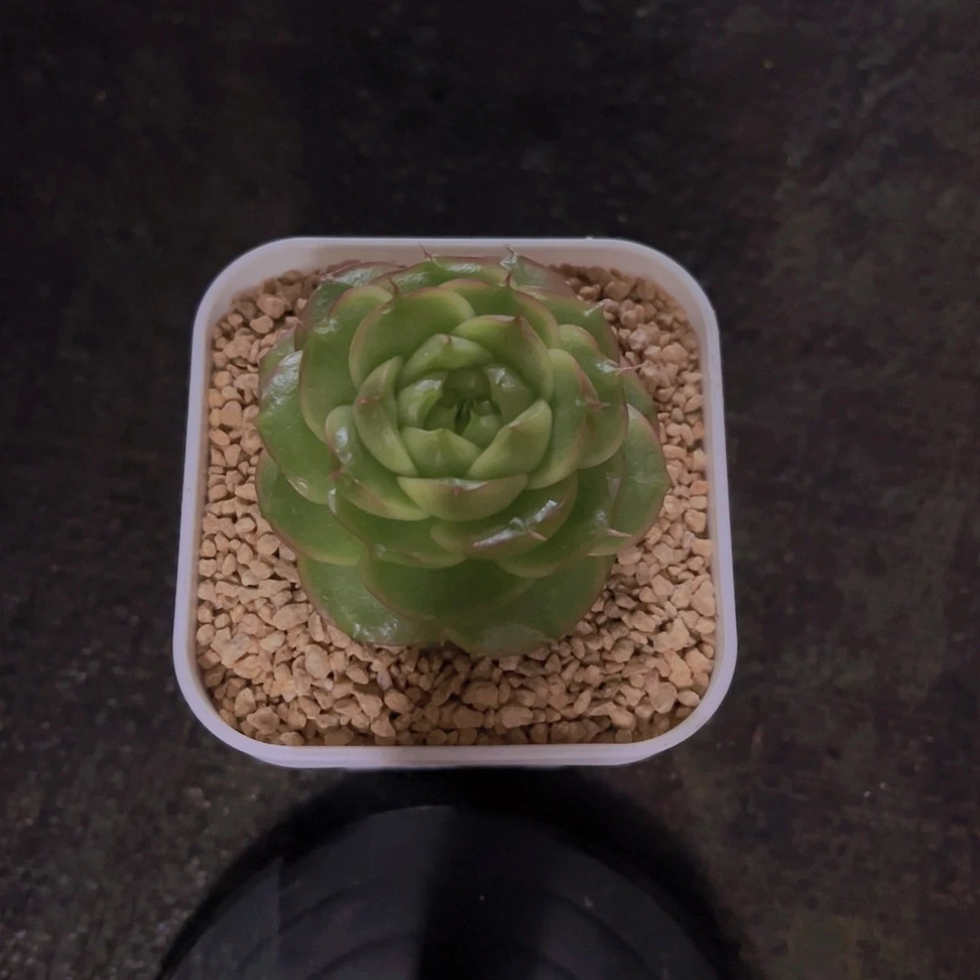 幼***言边线珍妮，多肉植物，