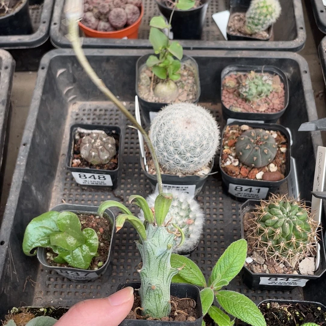 829西普菊（满18包邮）