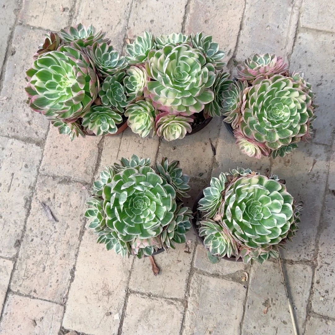 无花朵海王小号手捧