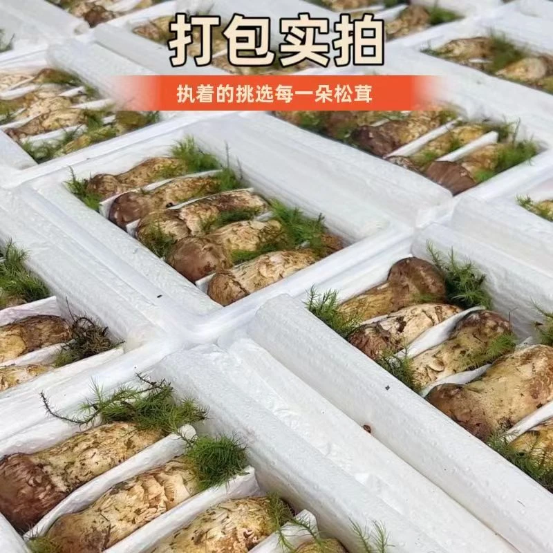 （12-15cm高端品）云南香格里拉新鲜松茸高原菌子空运冷链包邮