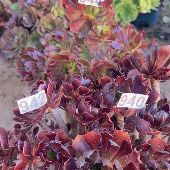 老***卉多肉植物三个黑豆