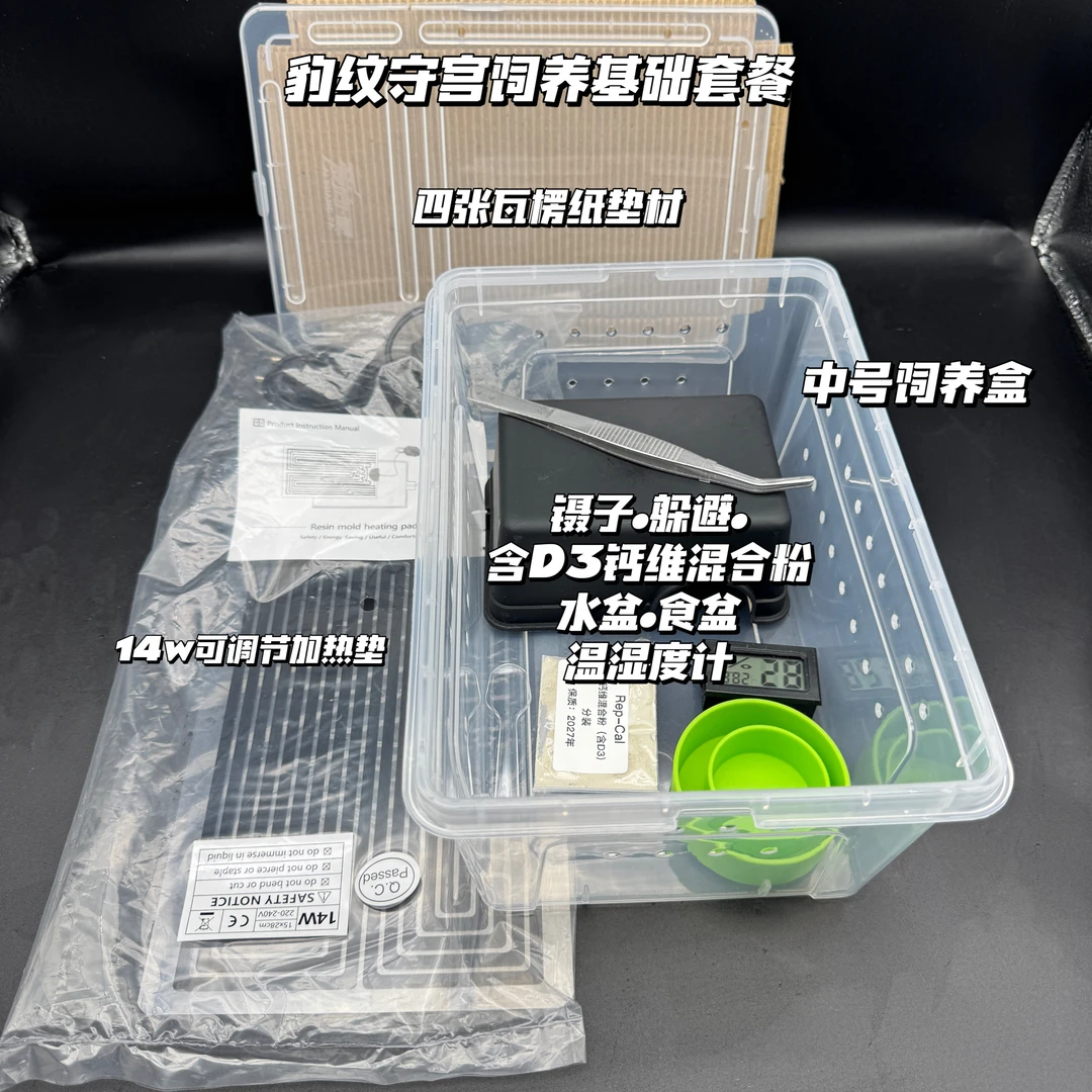 守宫豹纹守宫肥尾守宫饲养套装入门版温控版