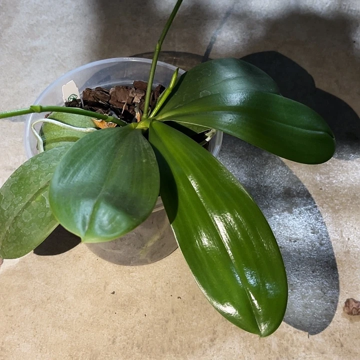 大部分开放少量花苞罗拉熊王666