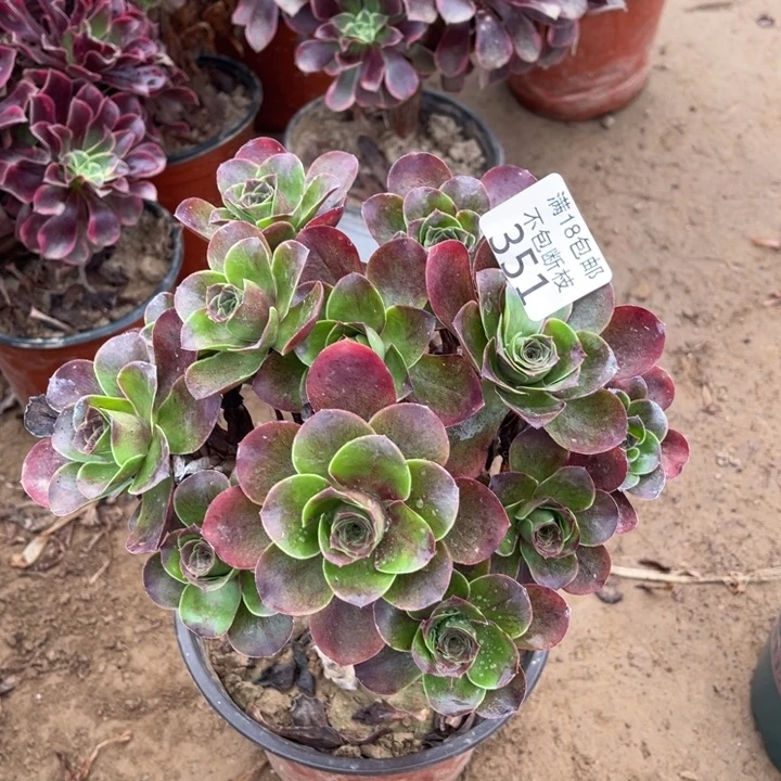 351魅金玫瑰绣球1