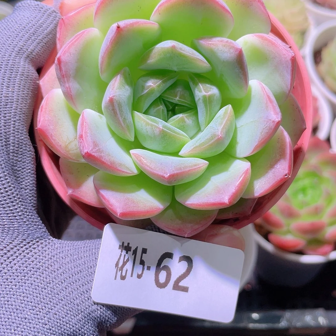 花利美15-62新品