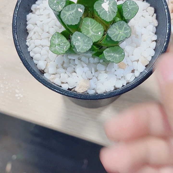 火烧云万象新手好养