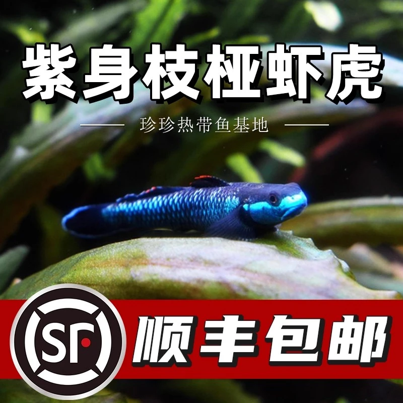 紫身枝桠虾虎原生虾虎鱼除藻素食清洁鱼缸冷水饲养淡水混养小型鱼