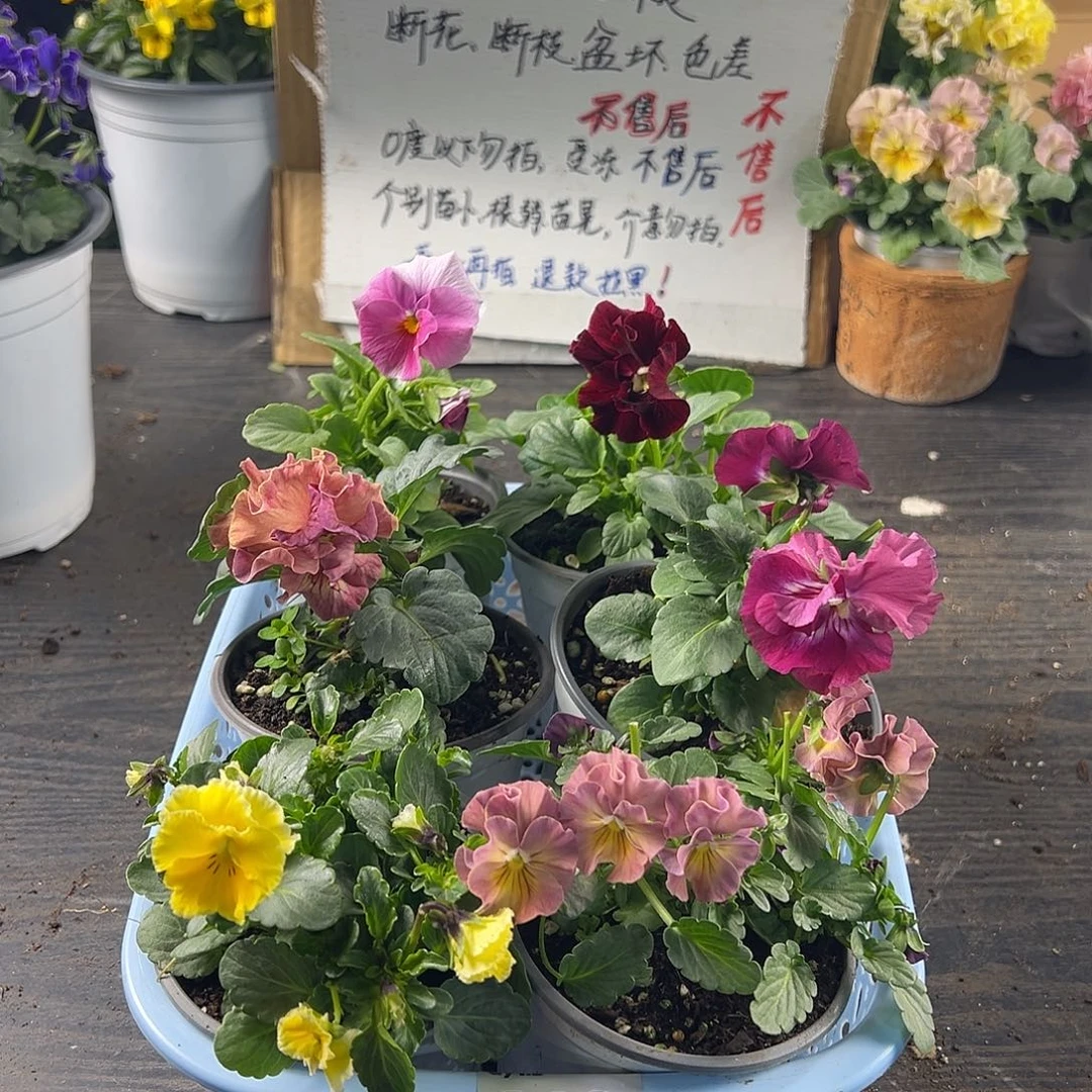 大部分花苞少量开放268号