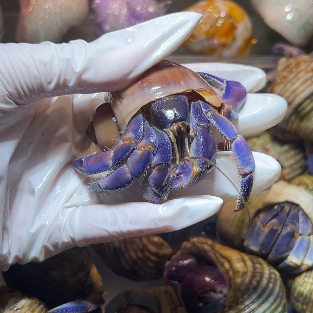 开播福利紫陆口径3口