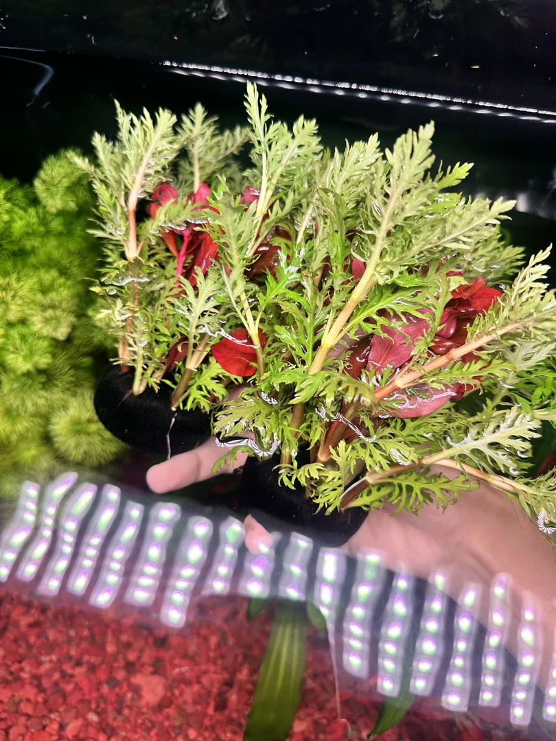 水罗兰混红柳新手好养
