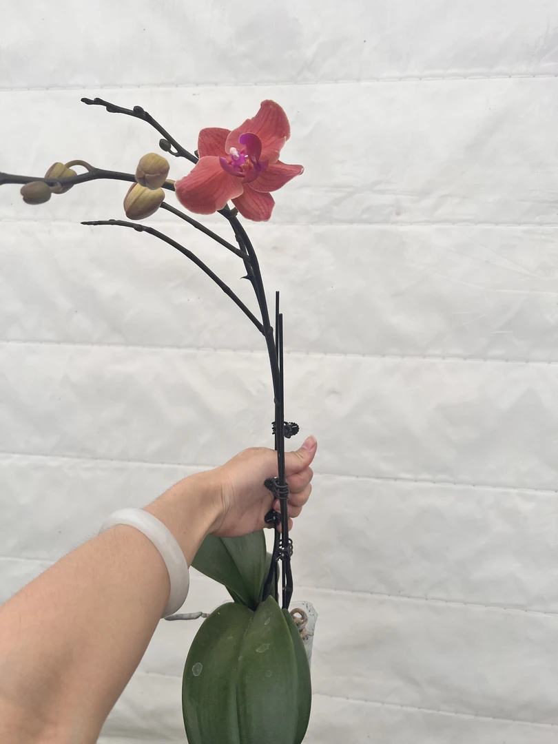 云鹏蝴蝶兰（小桔灯）带花带花苞发货