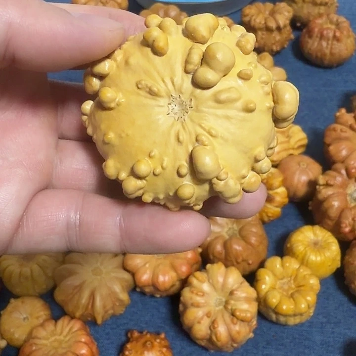 一***顺墨西哥七彩疙瘩葫芦瑕疵不退货