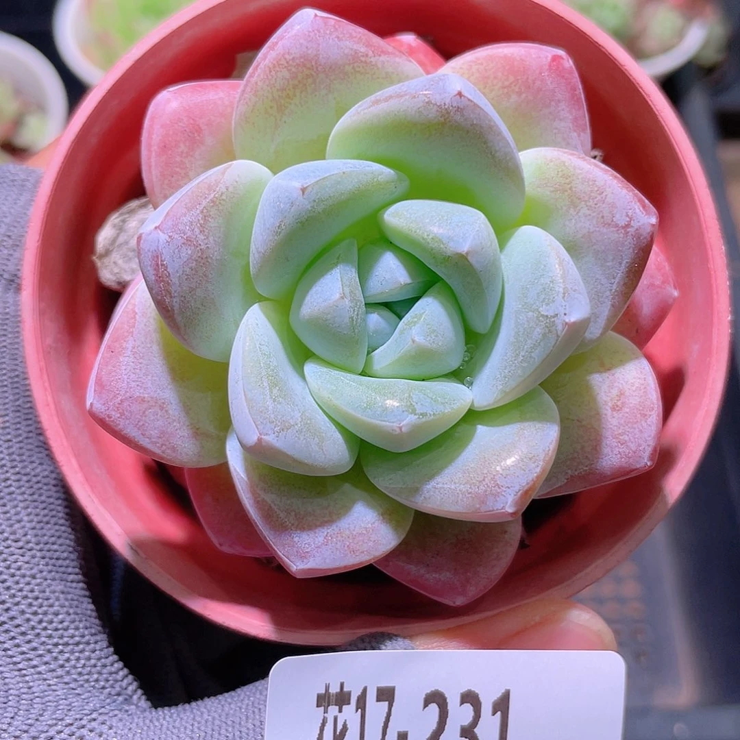 花利美17-231冰玉