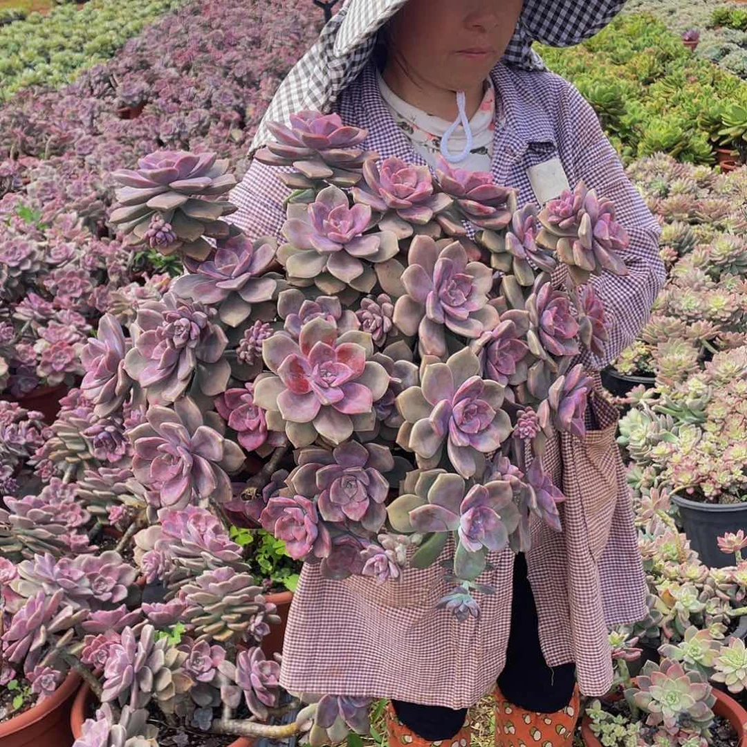 紫乐，大老桩36.8多肉