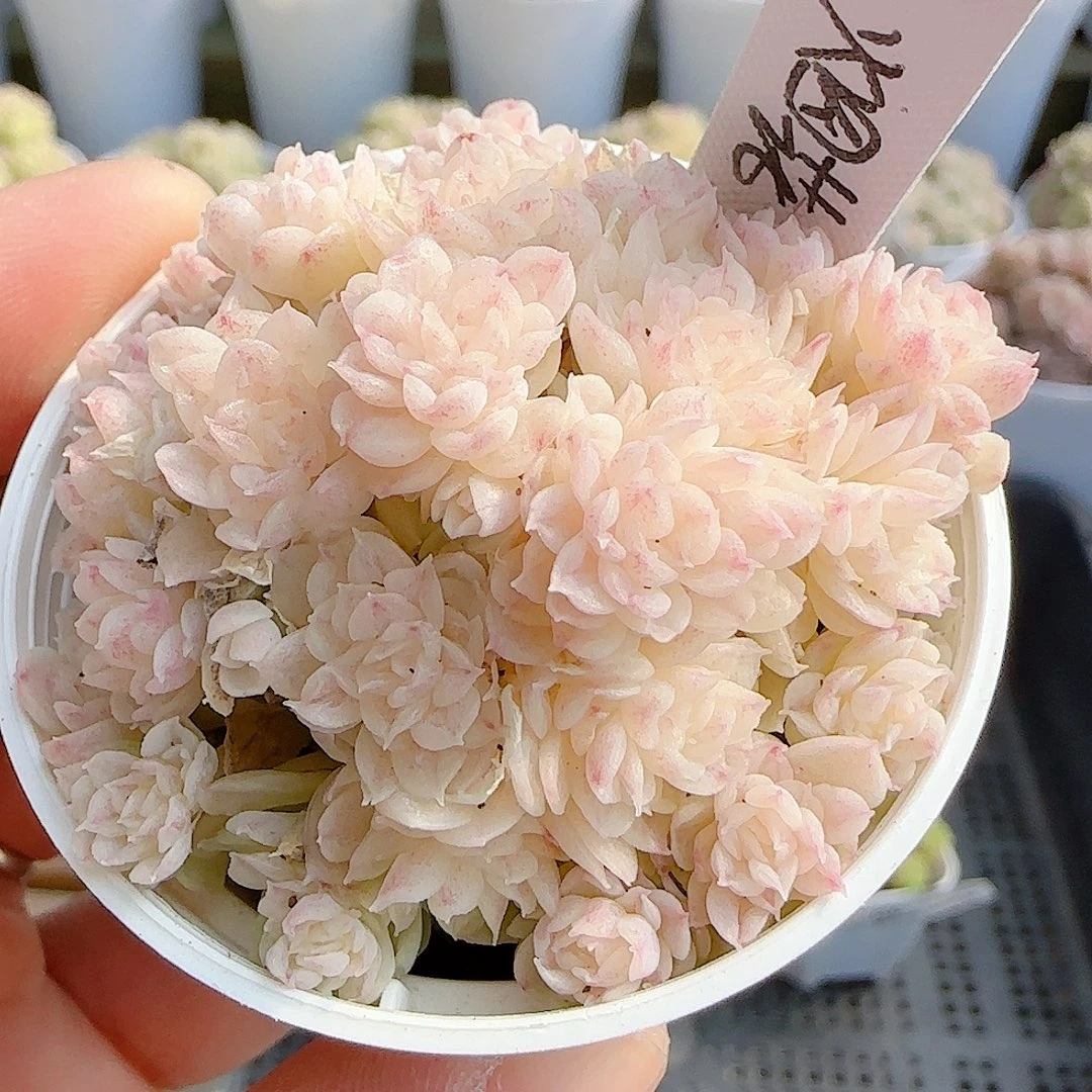 1210-63（烟花）优选多肉