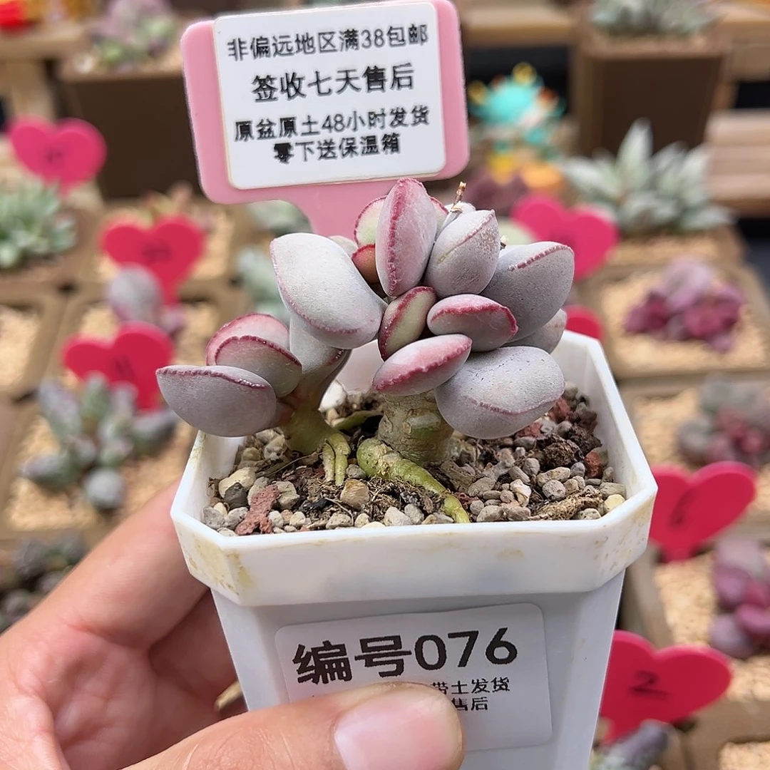 ?****鼻076白肌红蛋水泡多肉