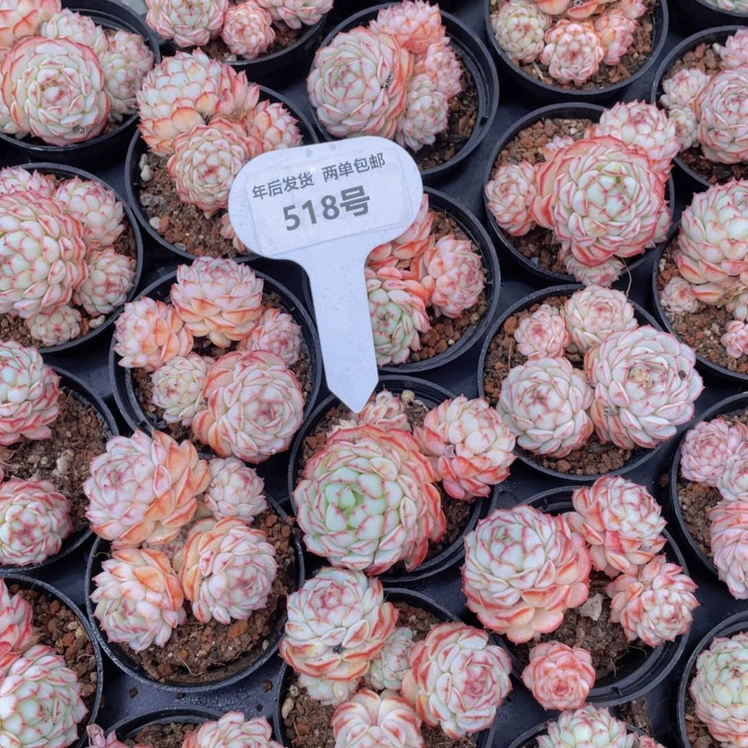 518号全状态小红船小红p群生一个