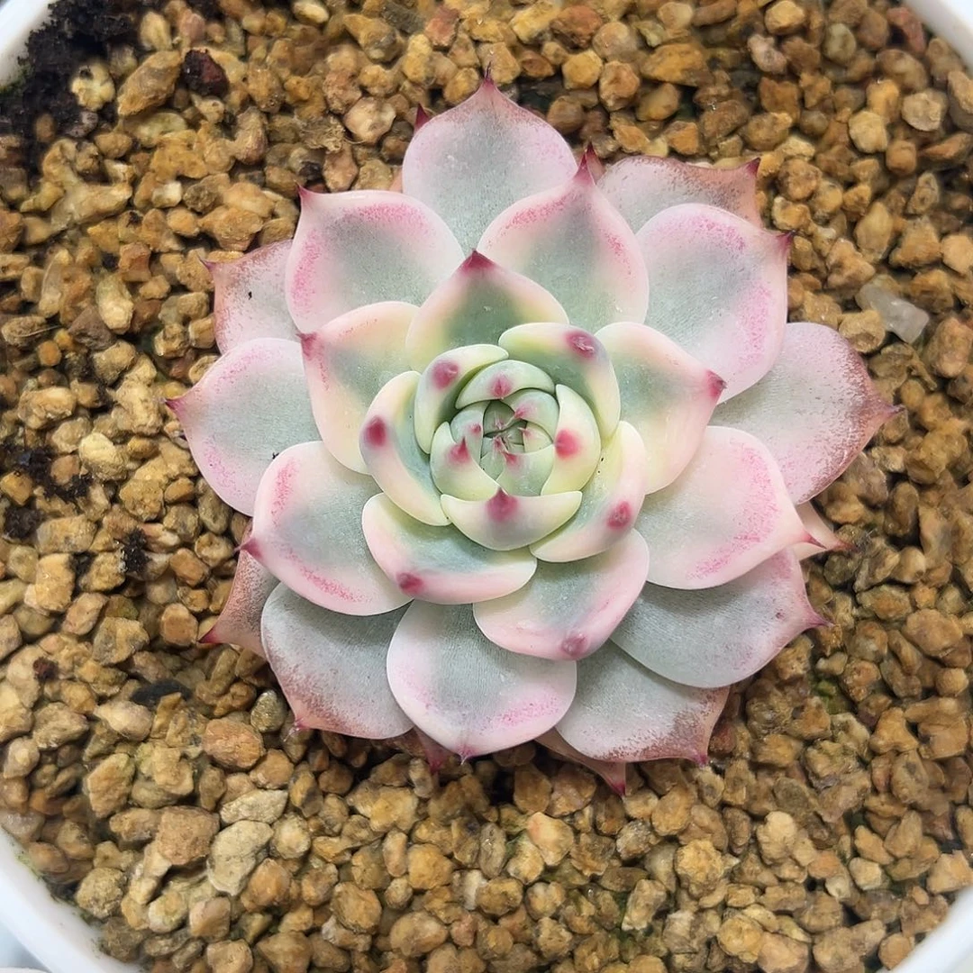 吉娃娃锦多肉植物