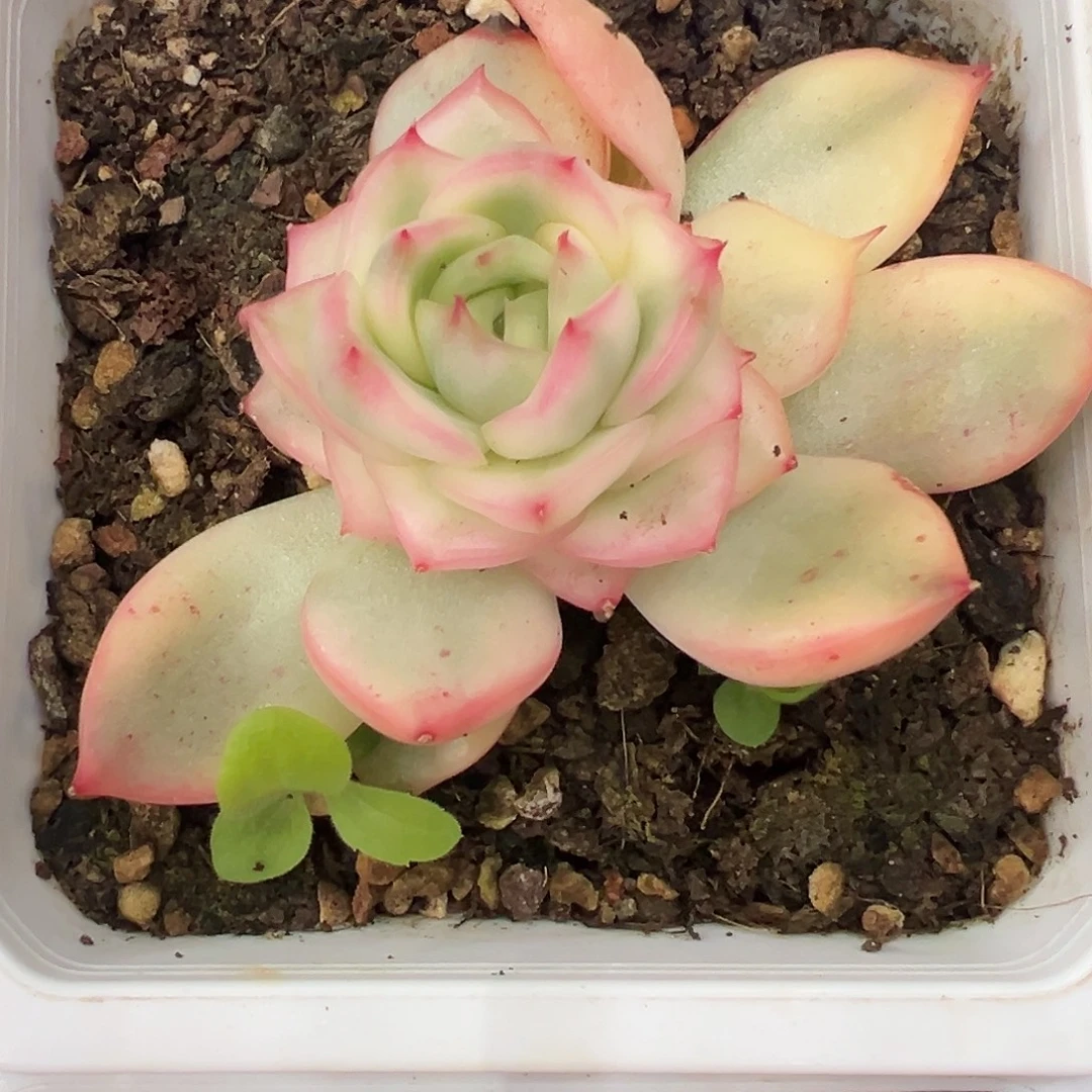 弗罗瑞安娜锦多肉植物