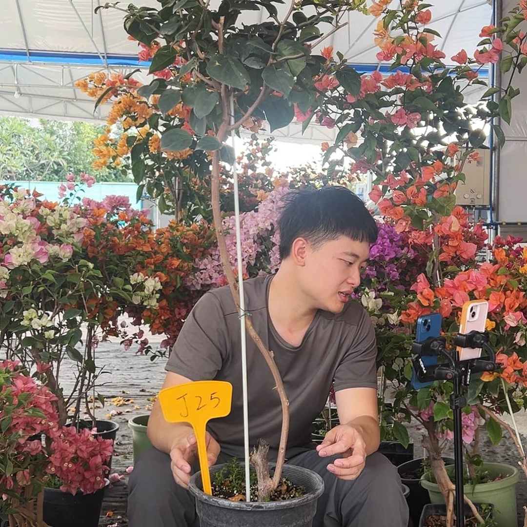 小***雅大部分花苞少量开放J25哪吒