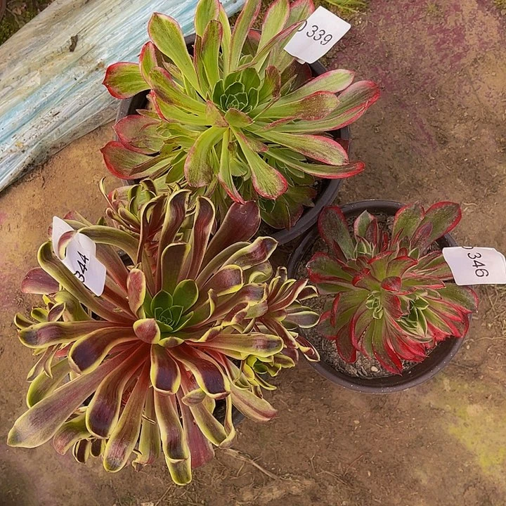 万花筒。欧嘉莉。 海王346