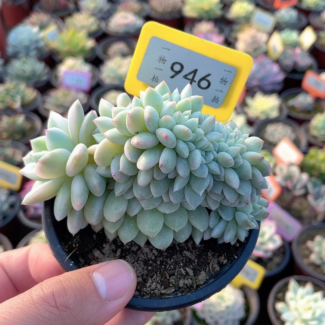 爱***玛946号梦露锦缀多肉