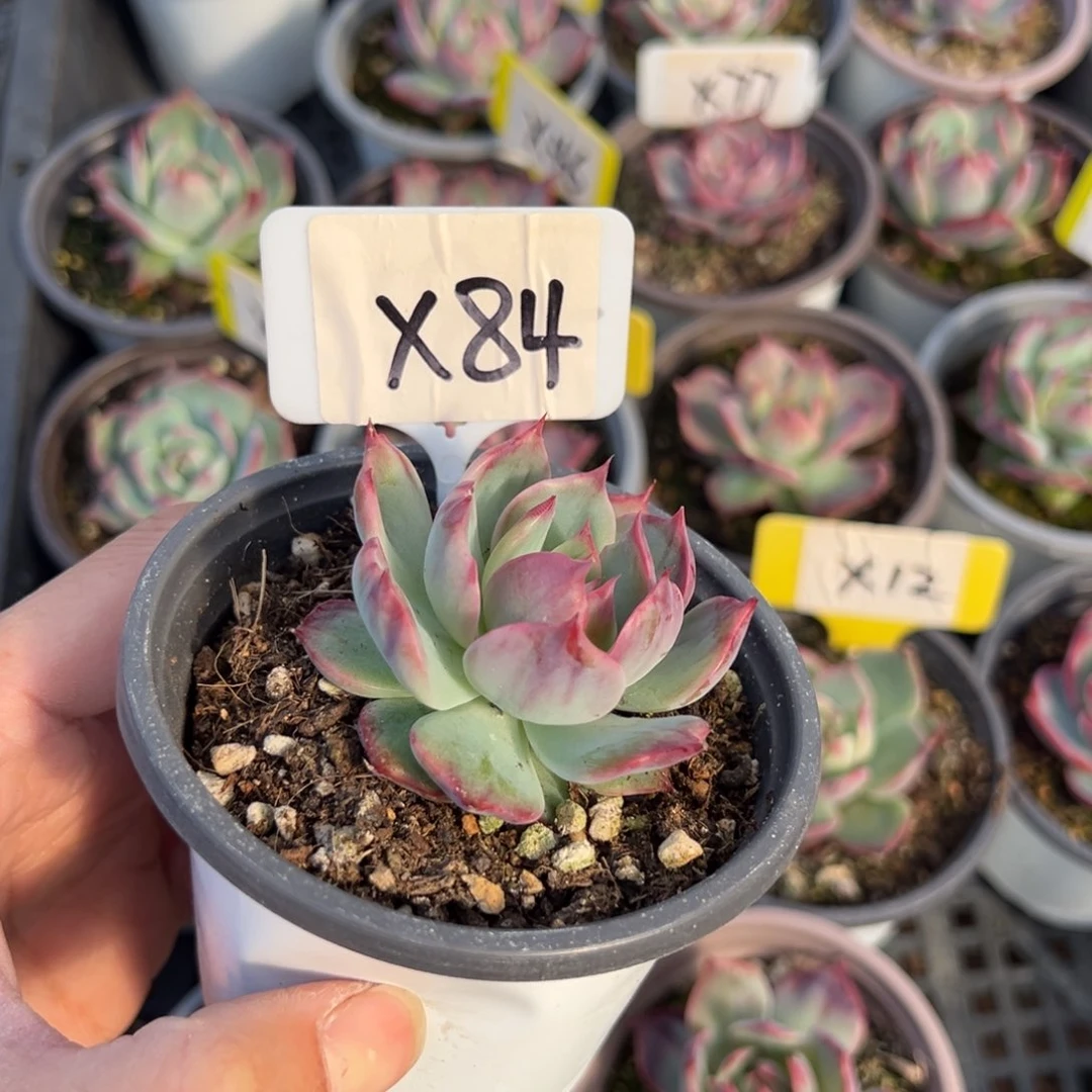 花*姐X84惊鸿单头多肉