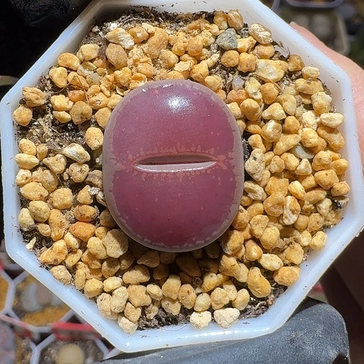 生石花112222。  202