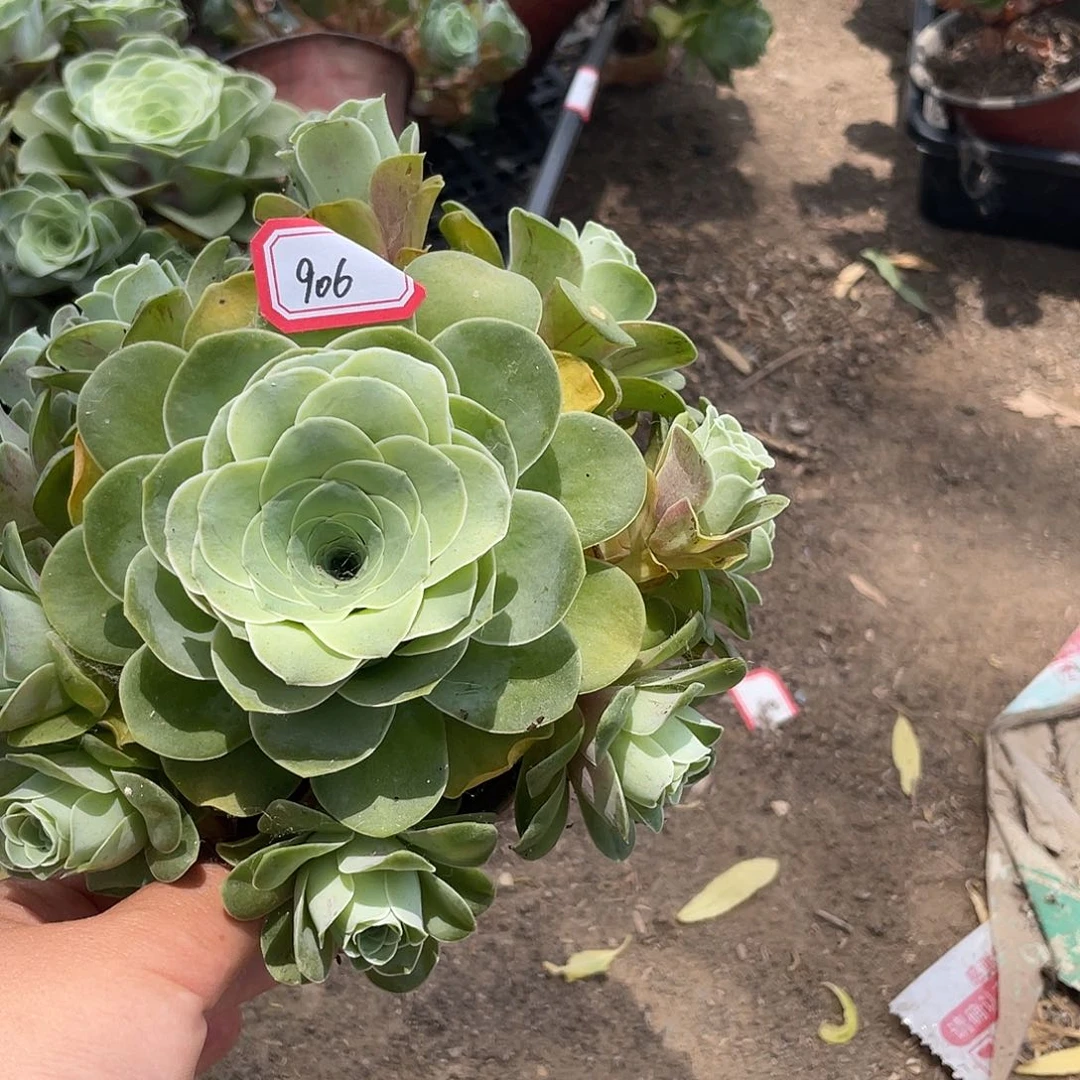 山地玫瑰多肉不售后 906