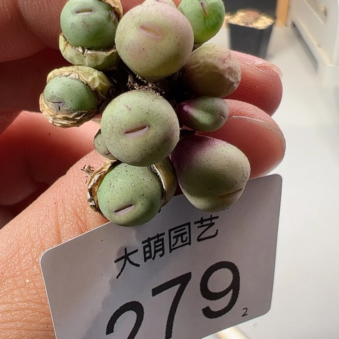 0000279 一物一拍……