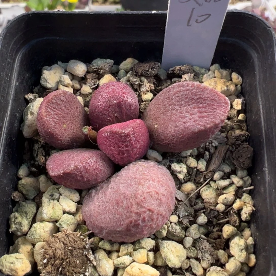 夏娃多肉植物水泡