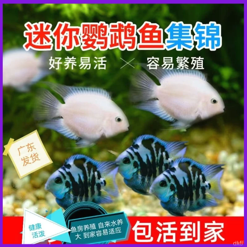 热带迷你鹦鹉鱼淡水小型观赏鱼草缸宠物鱼宝蓝白金短鹦鹉鱼苗鲷
