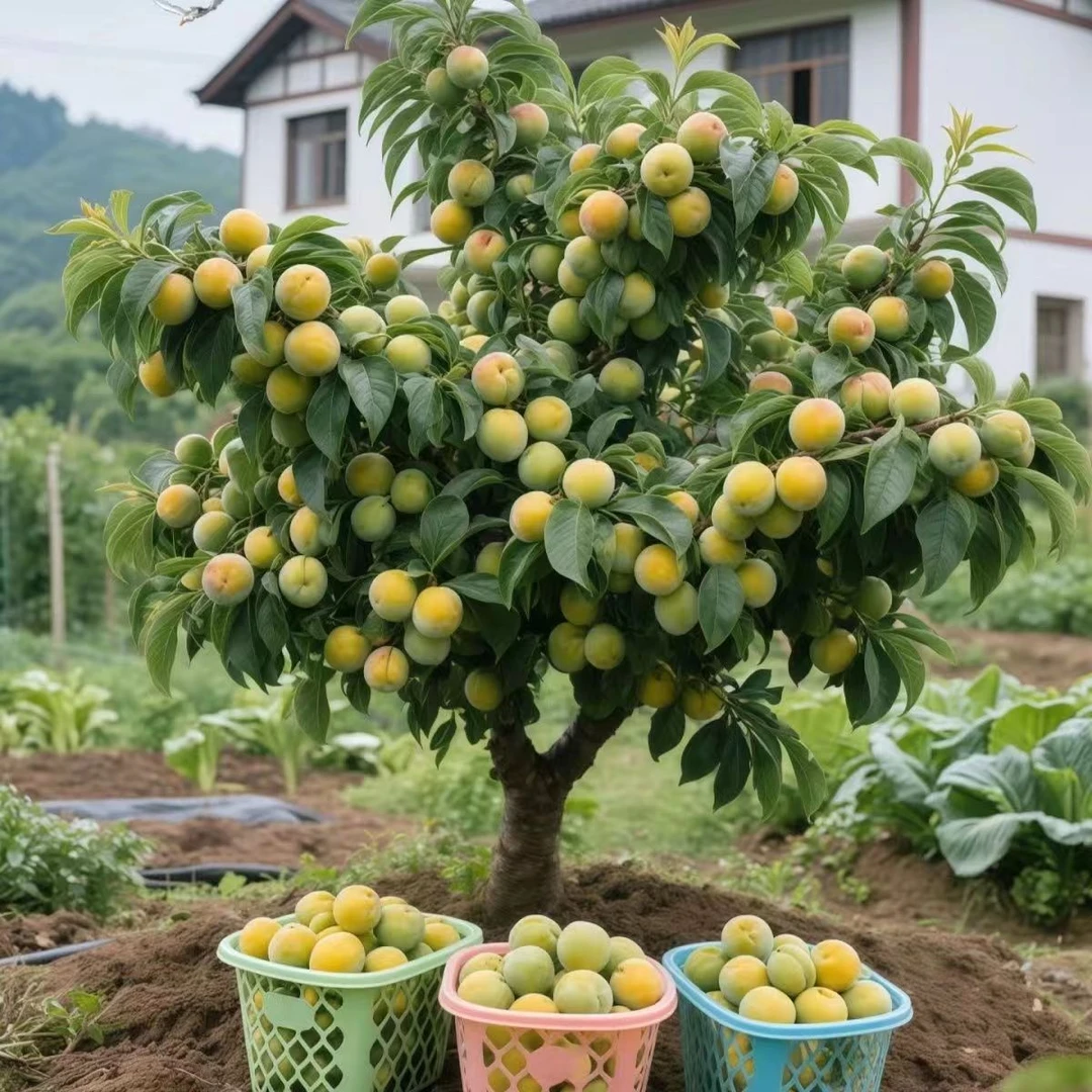 现挖摘叶】正宗蜂糖李子树苗早熟耐寒脆骨南北方种植盆栽地栽