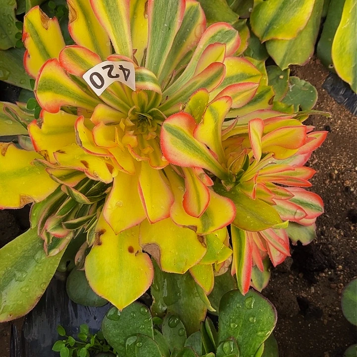 420香妃多肉植物处理不售后