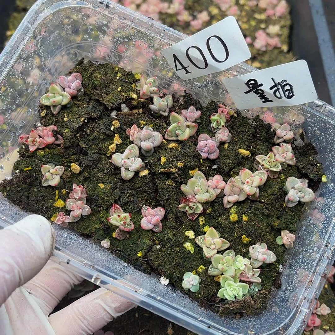 多肉植物多肉植物400量拍