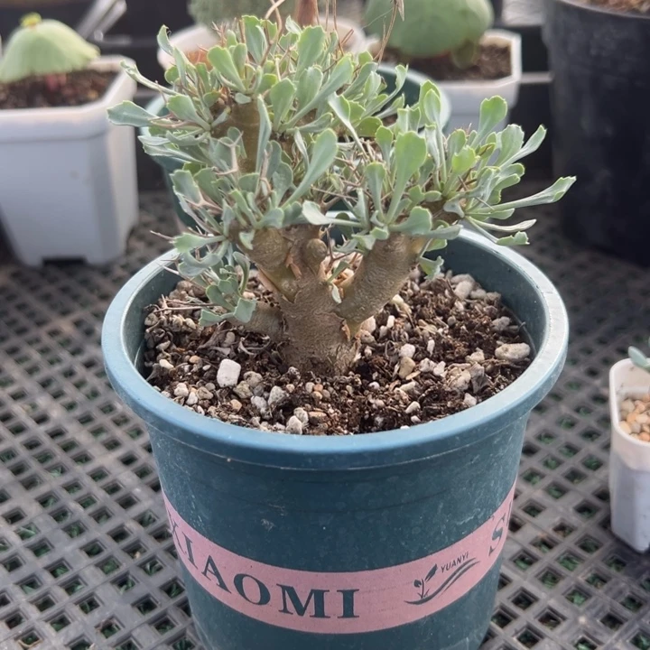 黑鬼殿厚敦菊，一物一拍带盆