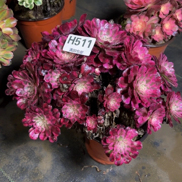 瑞妈，，。。。。511红铜壶超白