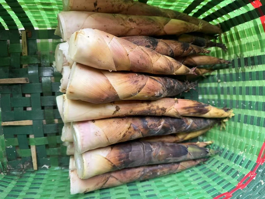 新鲜现挖雷笋春笋嫩脆美味竹笋农家蔬菜