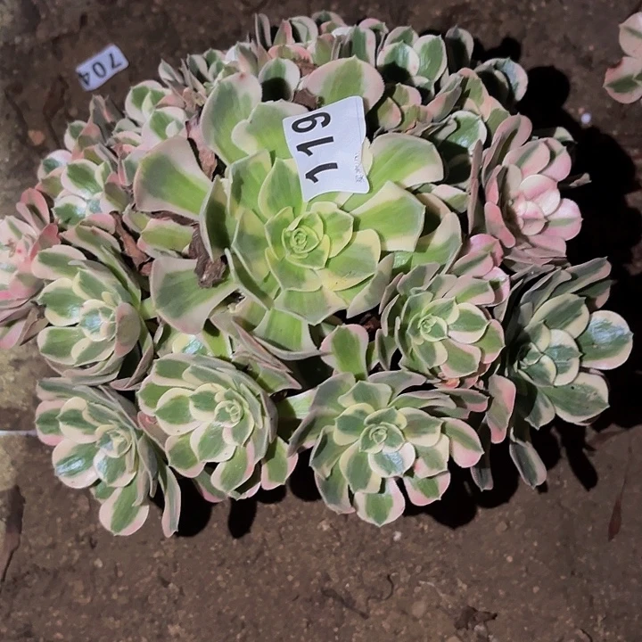 随****119青苹果多肉植物不售后