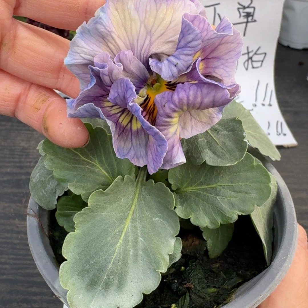全部花朵028号木村