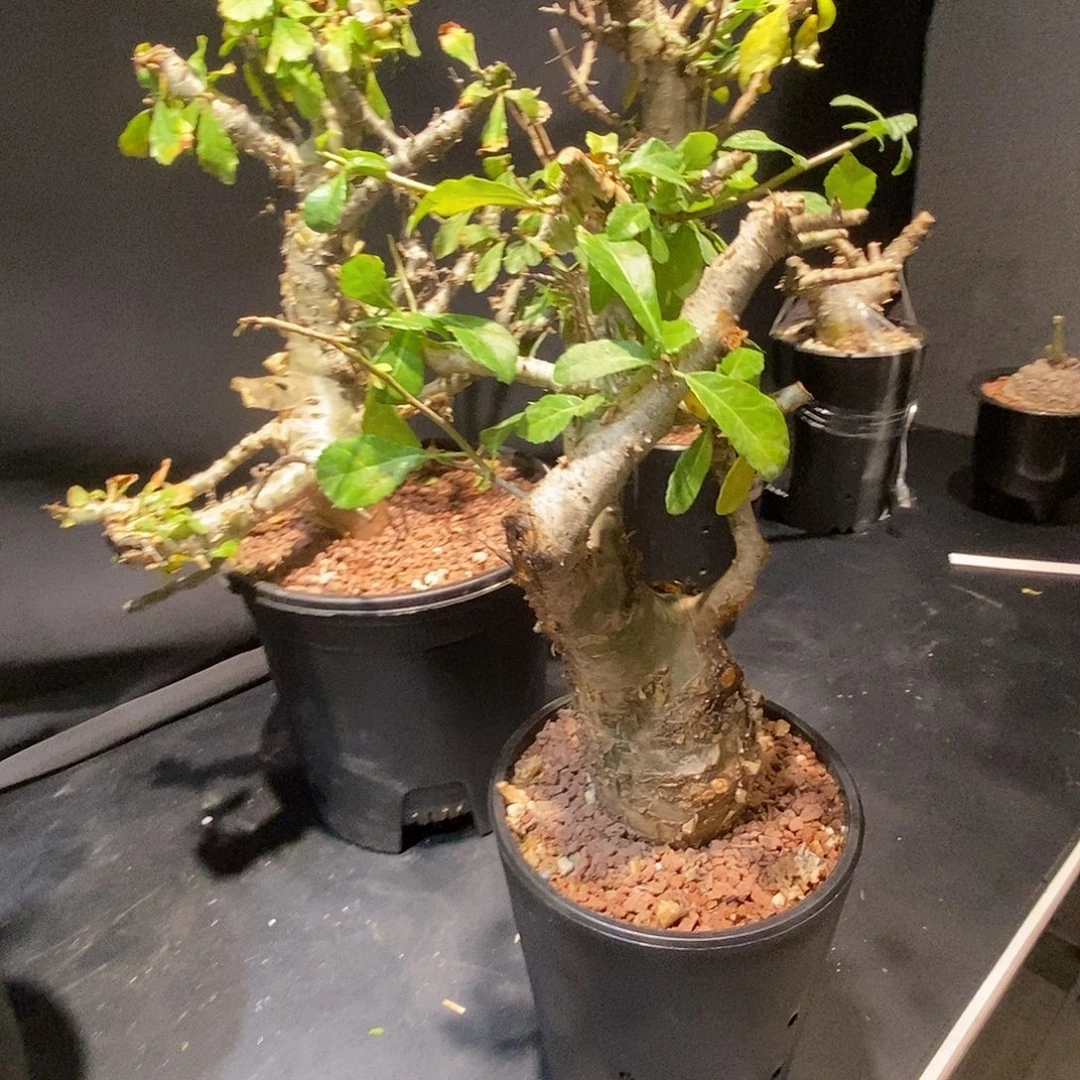 左***拙玛丽熟桩带盆一个