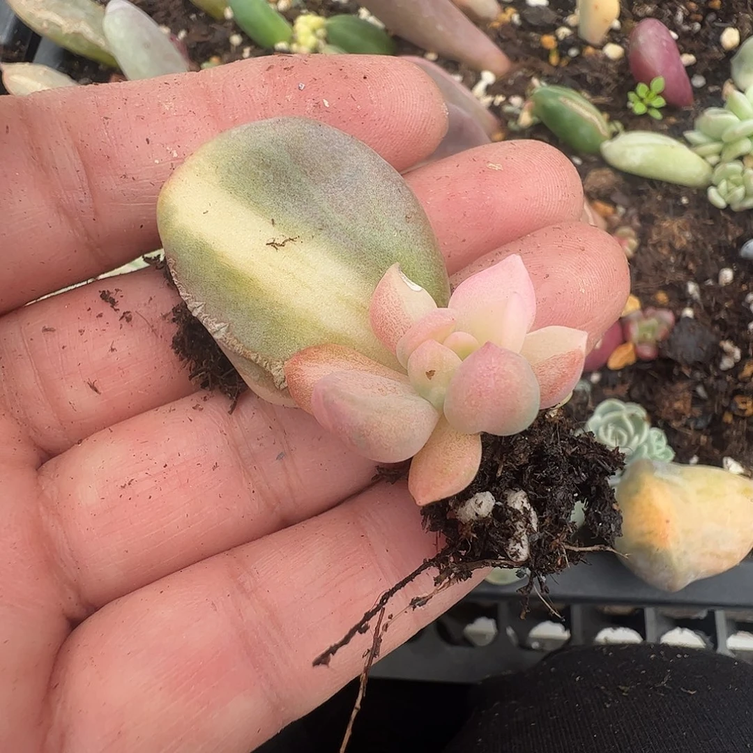 ****粒多肉植物多肉植物