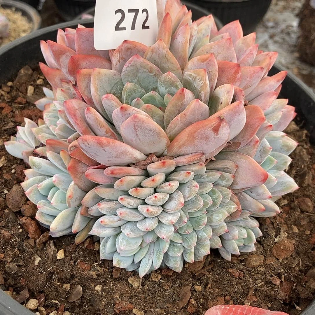 272 石榴籽一物一拍