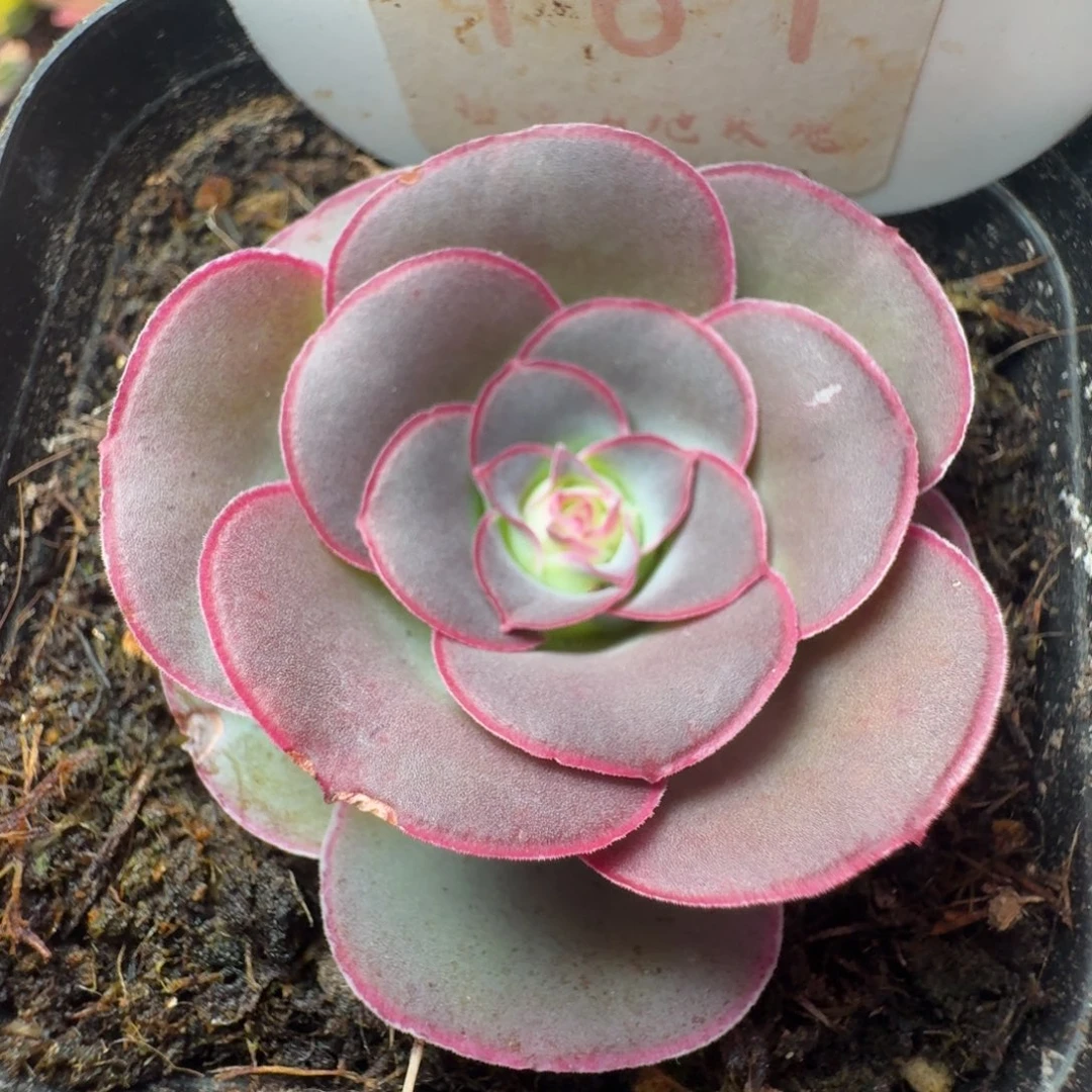 楹楹-161-冠幅 3.5Cm