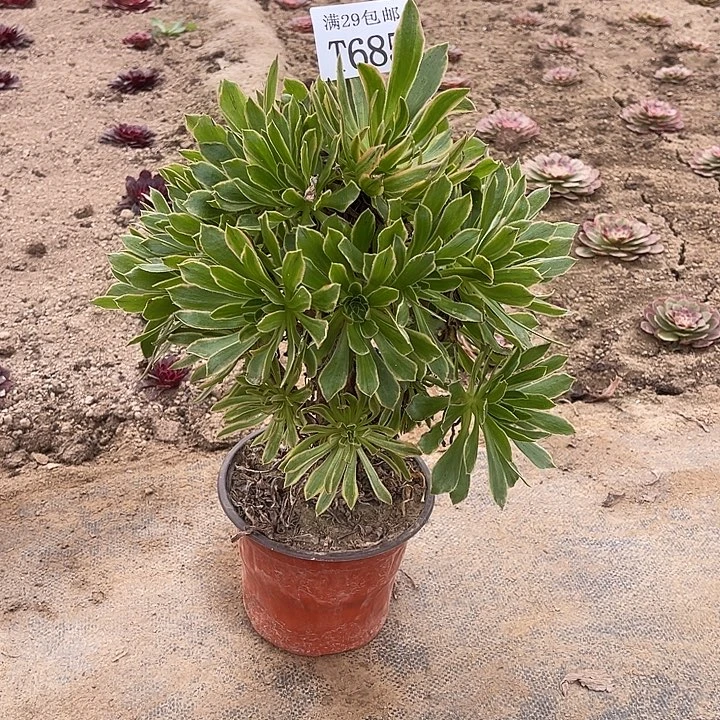 658虞姬多肉植物