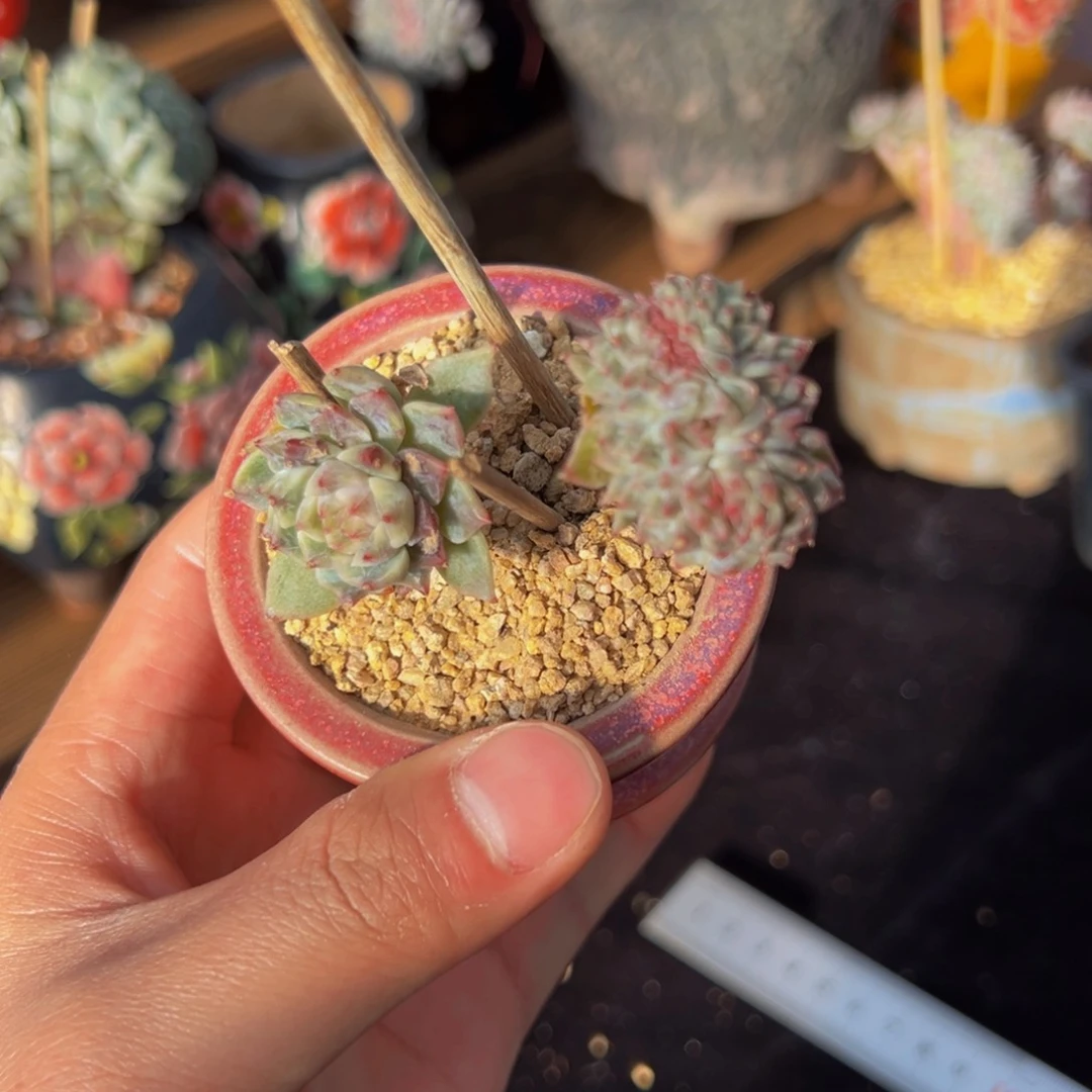 新年快乐 新年快乐